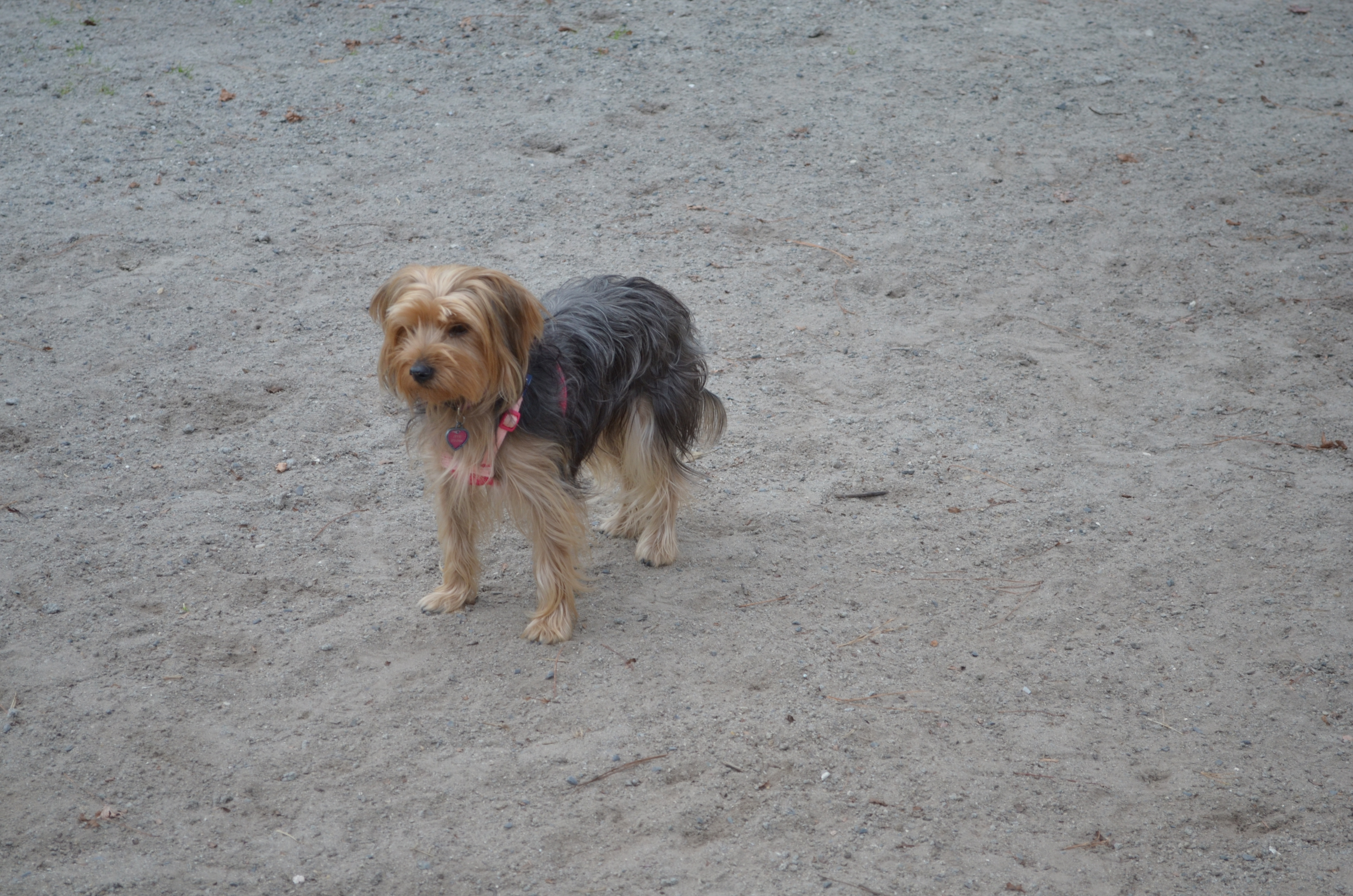 ./2017/21 - Myrtle Beach/ADSC_0823.JPG